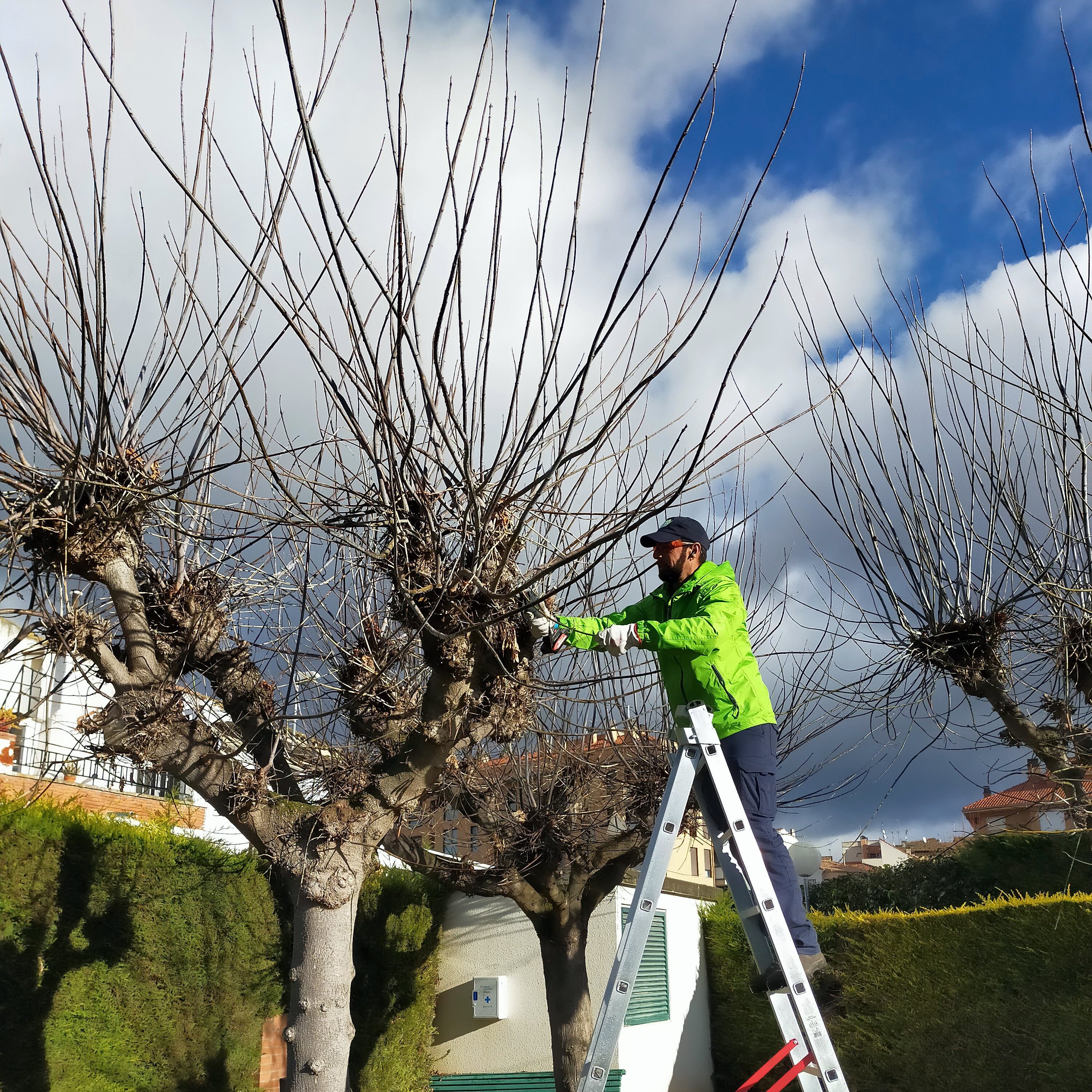 Operario podando un árbol.