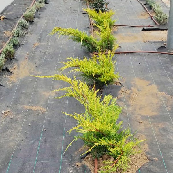 Plantas aromáticas en jardín urbano.