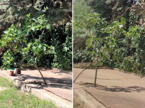 Antes y después: arbolillo enderezado.