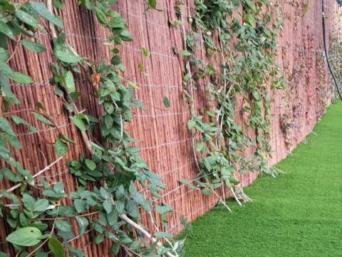 Cerramiento de cañizo de brezo natural ecológico con plantas trepaderas