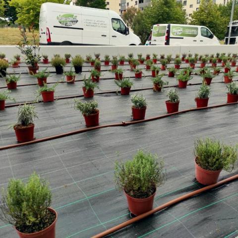 Jardines exteriores de hipermercado ALDI